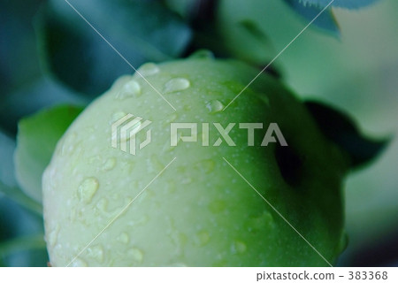 Green of an apple Green of an apple 383368