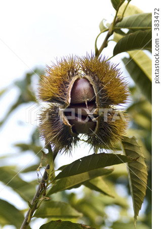 栗子 栗子 383472