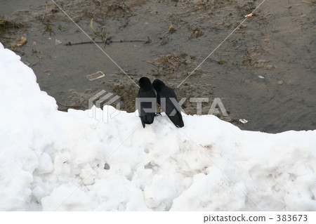 更多的烏鴉 383673