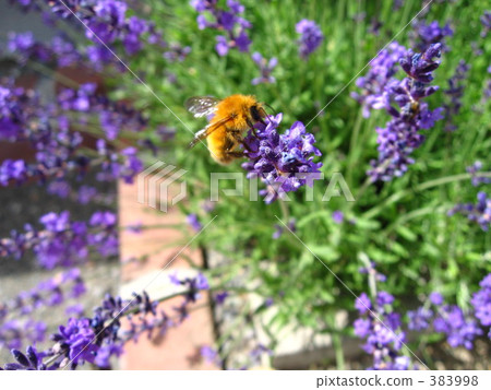 薰衣草和蜜蜂 383998