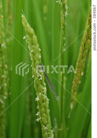 米和藍色線程蜻蜓 384867