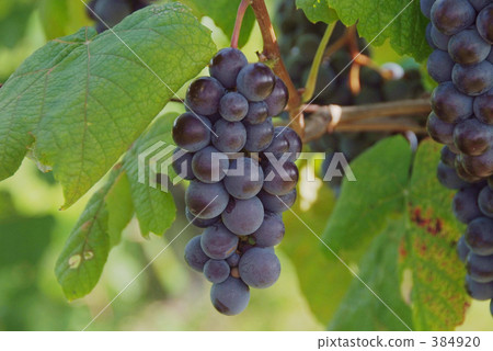 葡萄 384920
