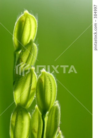 水稻 稻米 米 384997