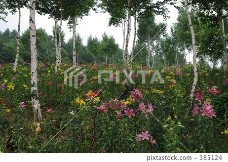 White birch in the plateau White birch in the plateau 385124