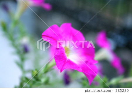 牽牛花 牽牛花 385289