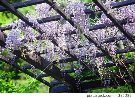 Wisteria trellis 385385