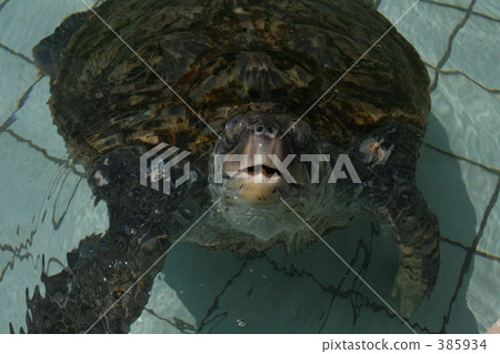 Sea turtle 385934