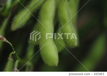 毛豆 毛豆 385963