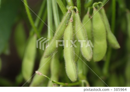 Edamame Edamame 385964