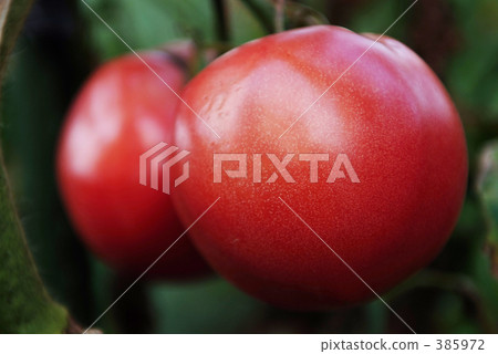 Tomato   Tomato   385972