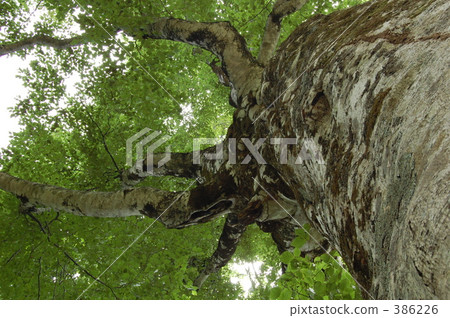 "@Mother Tree 2008" 386226