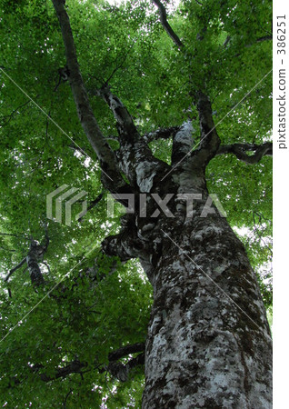 "@Mother Tree 2008" 386251