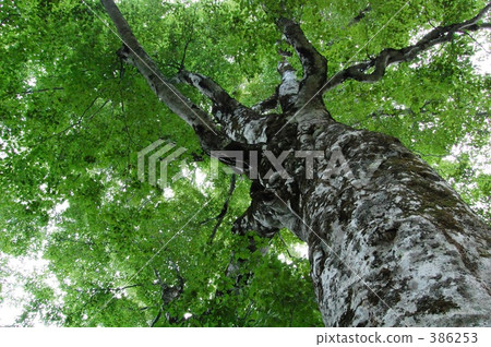 “@母樹2008” 386253