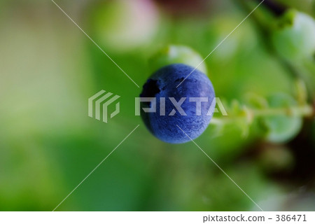 blueberry blueberry 386471