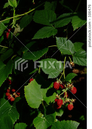 raspberry raspberry 386476