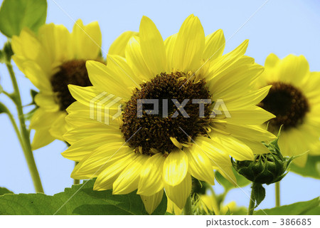 向日葵 386685
