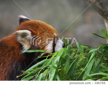 Lesser panda Lesser panda 386789