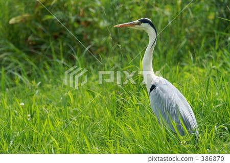 Gray heron 386870