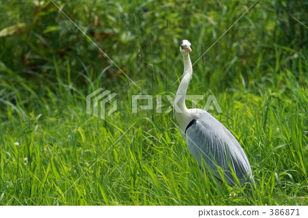 Gray heron 386871