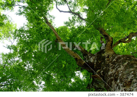 津輕通行證的母親樹 387474