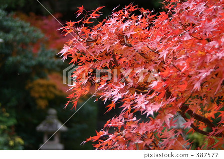 Autumn leaves Autumn leaves 387577
