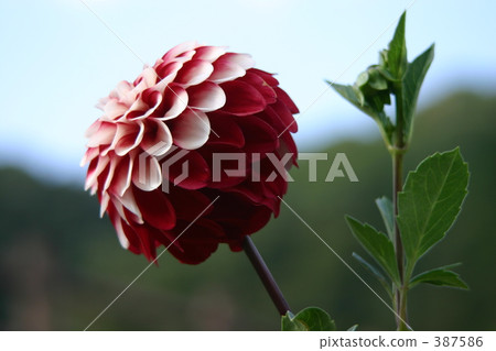 dahlia, dahlias, foreground 387586