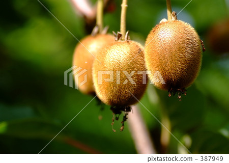 奇異果 奇異果 387949