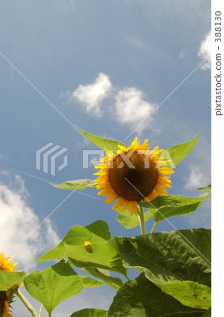 Sunflower 2008 Sunflower 2008 388130
