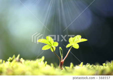 Futaba Futaba 388557