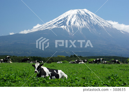Fuji and cattle 388635