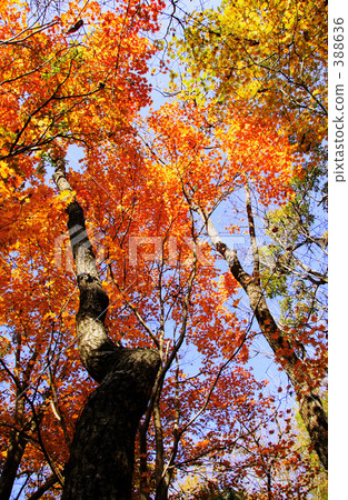 Autumn color Autumn color 388636