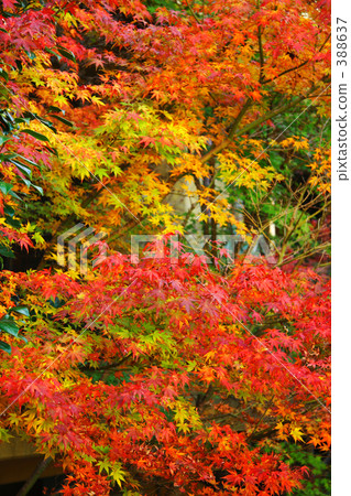 秋天的樹葉 388637