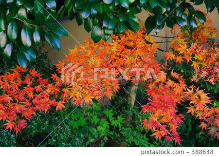 秋天 388638
