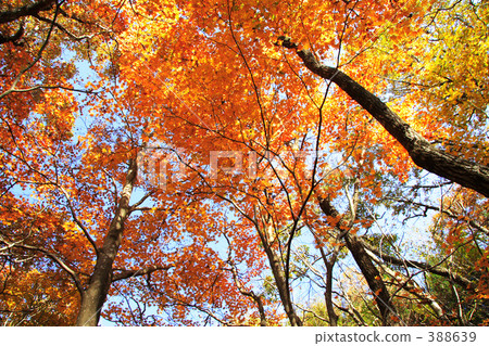 秋天......燃燒 388639