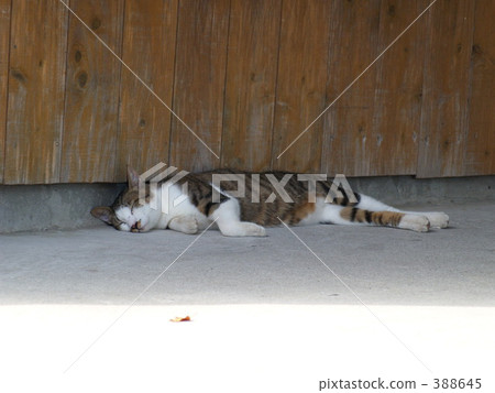 貓在溫泉區 388645