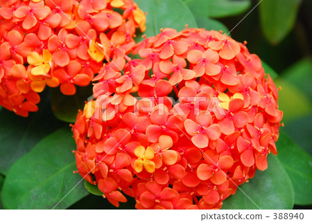 Santengae 388940