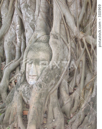 Buddha statue buried in trees 388969