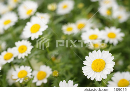marguerite field, marguerite, leucanthemum 389056