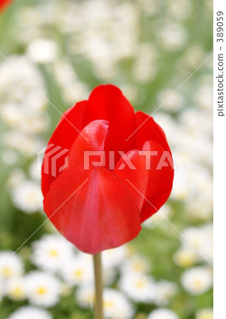 tulip, tulipa, single flower 389059