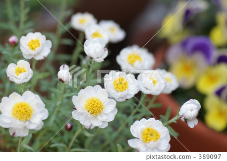花髮簪 植物 植物學 389097
