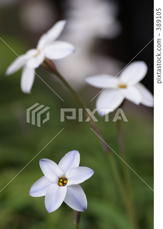 spring starflower, bloom, blossom 389105