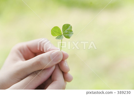 four-leaf clover, clover, take for a ride 389230
