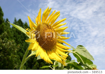 唱歌在藍天的向日葵 389513