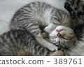 一隻小貓 389761