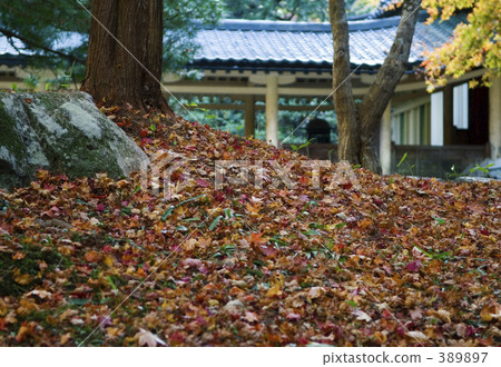 高野山秋葉 高野山秋葉 389897