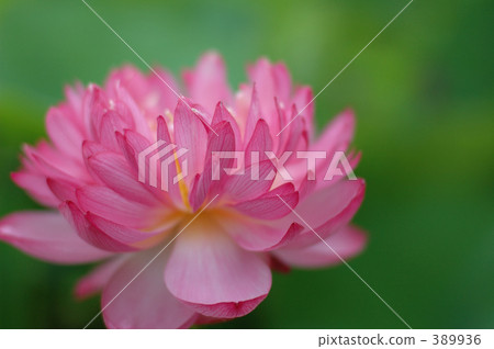 蓮花 蓮花 389936