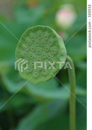 蓮花 蓮花 389938