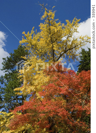 高野山秋葉 高野山秋葉 389941