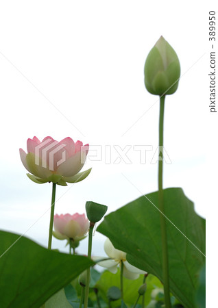 蓮花 蓮花 389950