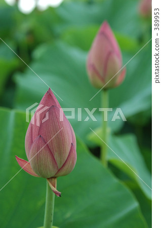 蓮花 389953
